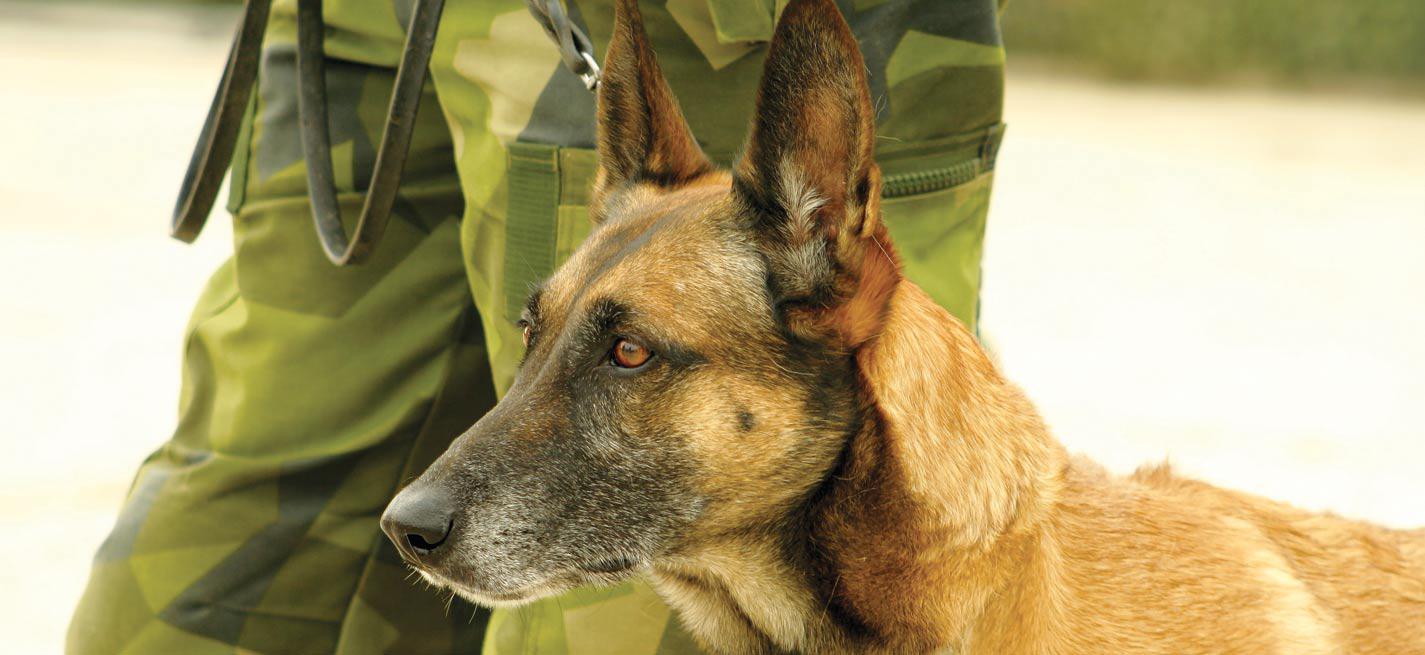 Un chien avec un vétérinaire militaire