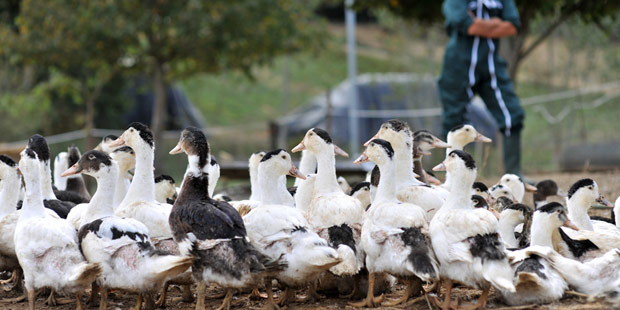 élevages de canards