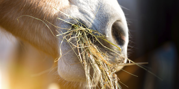 Cheval mangeant du foin