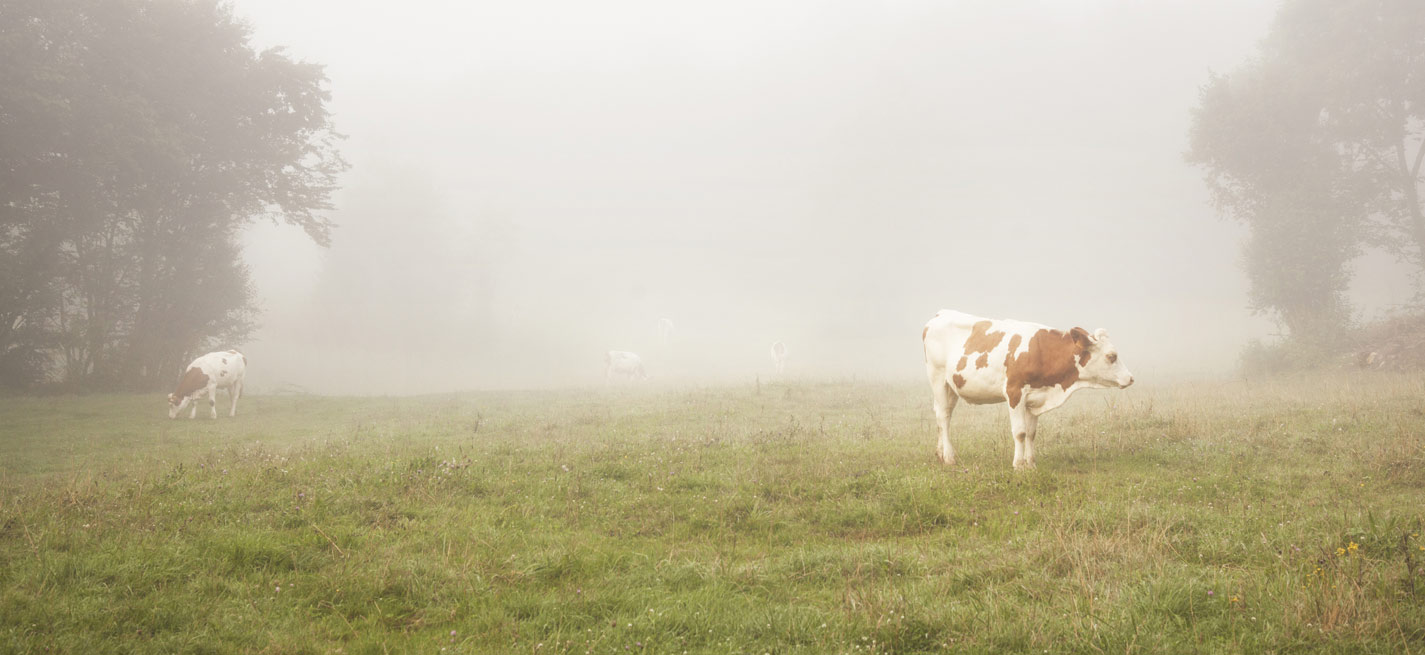 des vaches dans la brume