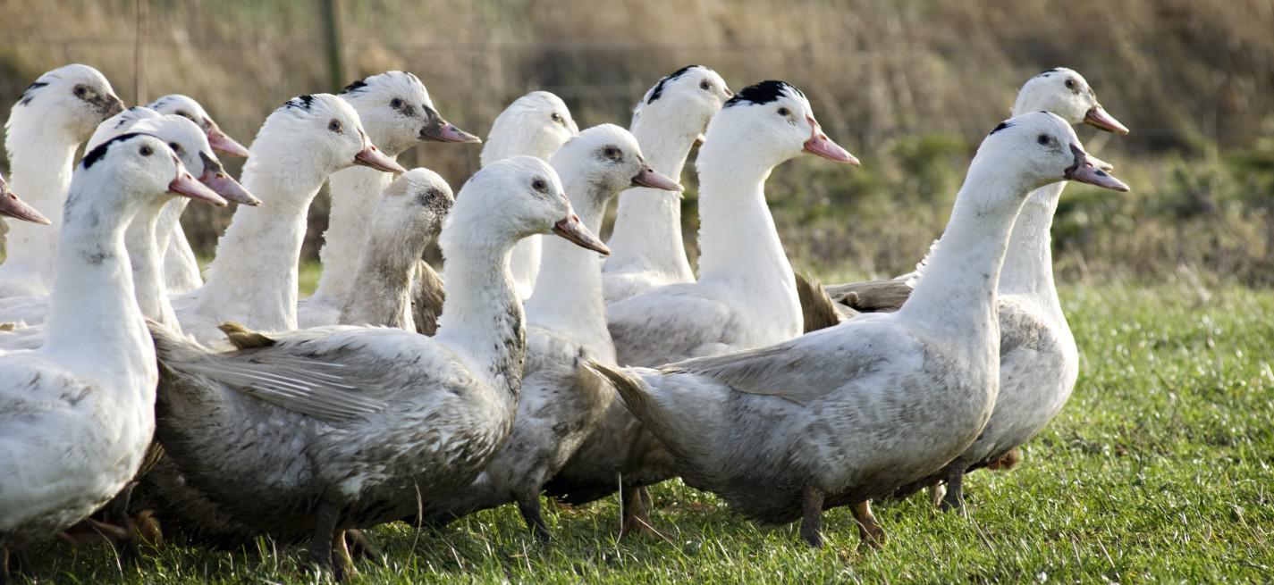 canards