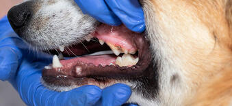 un chien se fait vérifier sa dentition