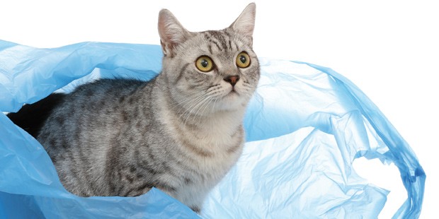 certains sons comme le bruit d'un sac en plastique peuven tinduire un syndrome épileptique chez des chats