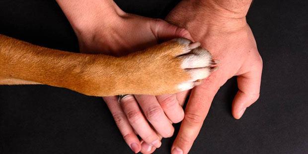 patte de chien sur main d'homme