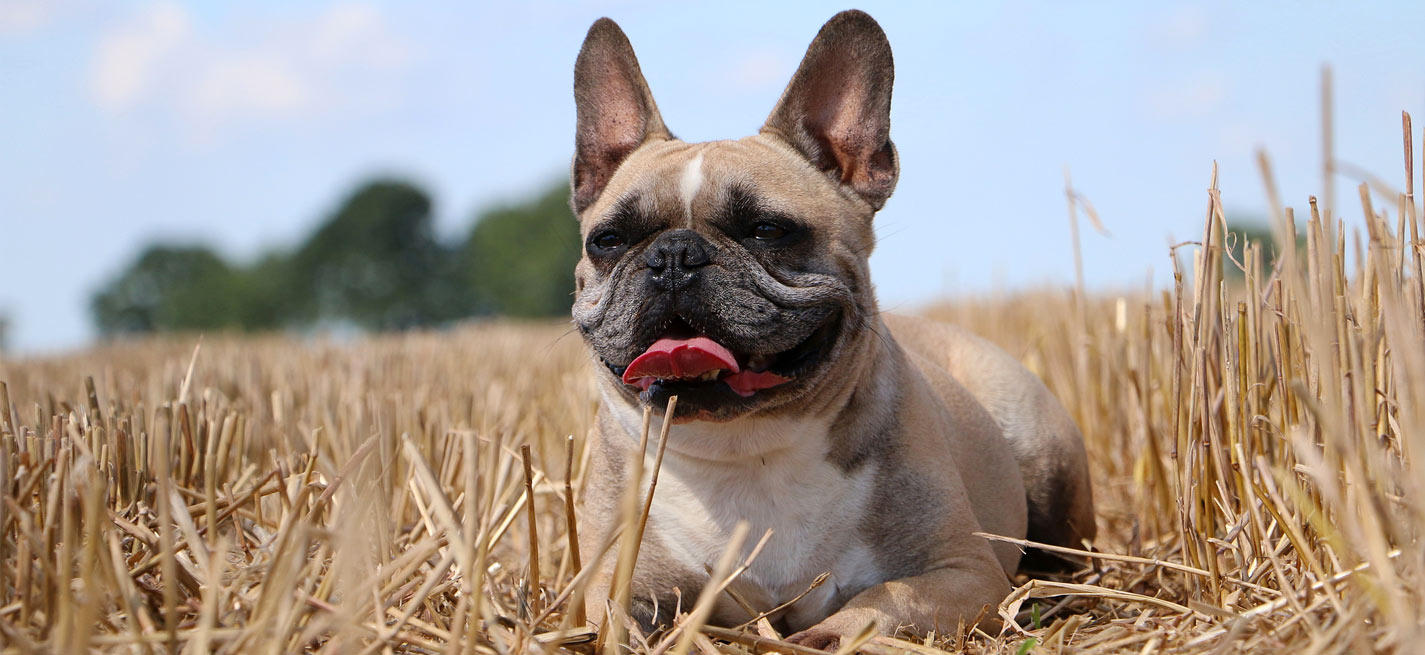 coup de chaleur bouledogue