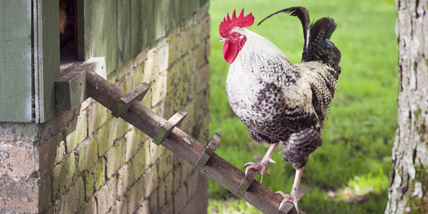 Un coq dans un poulailler