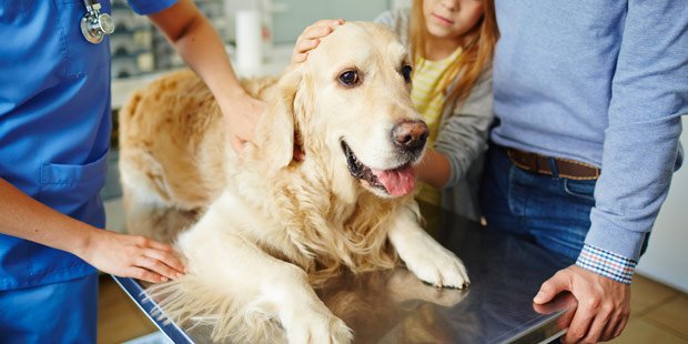 assurance santé animale