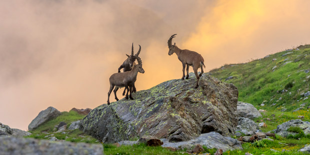 Bouquetins dans les Alpes