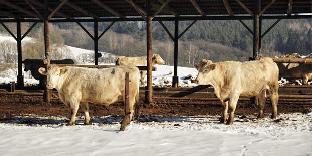 vaches dans la neige 