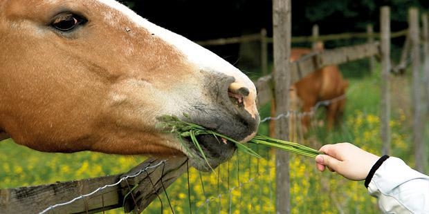 Enfant donnant à manger à un cheval