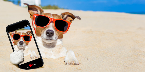 Un chien en vacance sur le sable