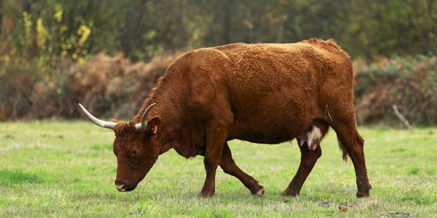 Une vache Salers dans un pré