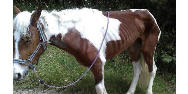 Ponette de 3 ans présentant une maladie de l'herbe