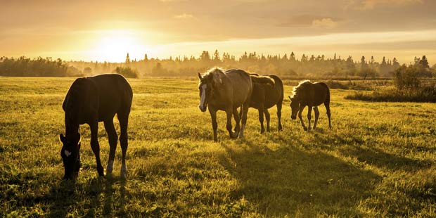 Chevaux au paturage