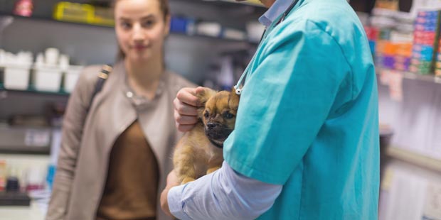 Vétérinaire tenant un chien en consultation