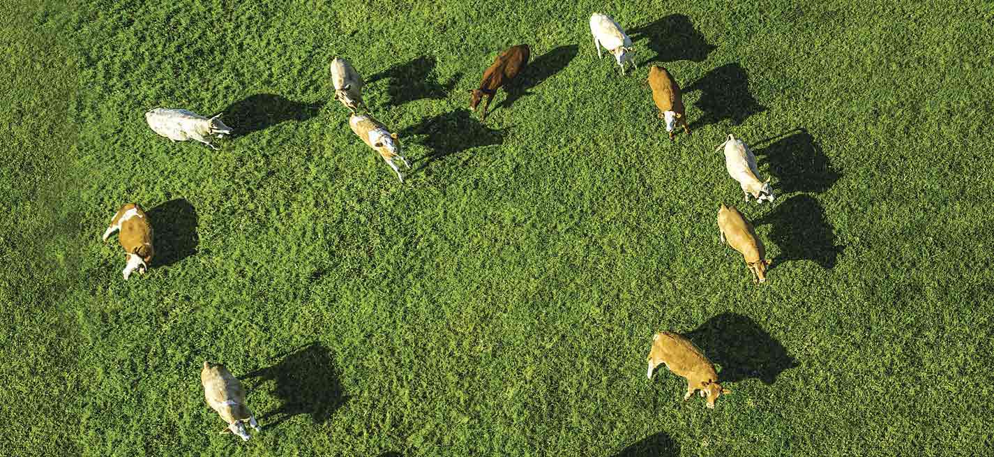 Des vaches dans un pré