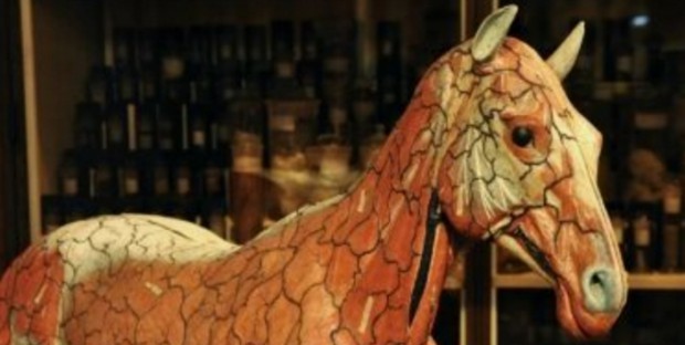 Le cheval d’Auzoux restauré au Musée Fragonard 