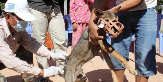 Vaccination contre la rage au Cambodge