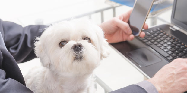 travailler avec son animal