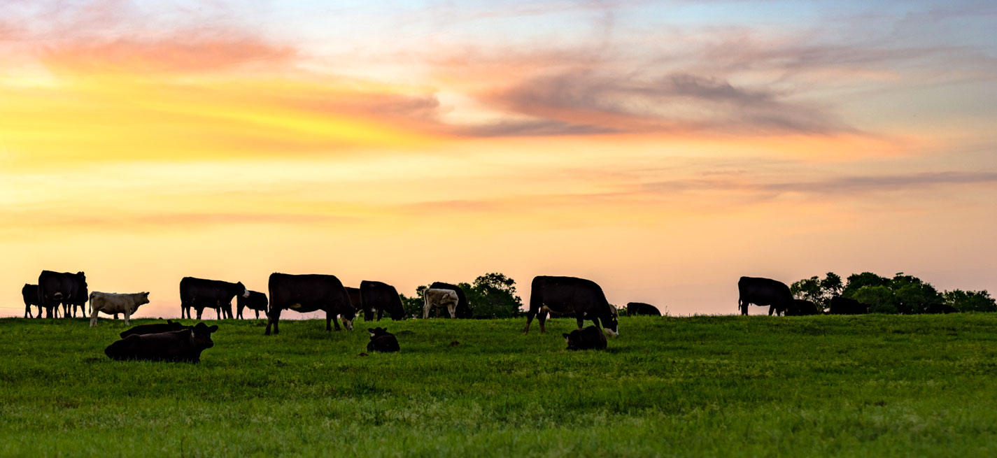 Vaches au pré