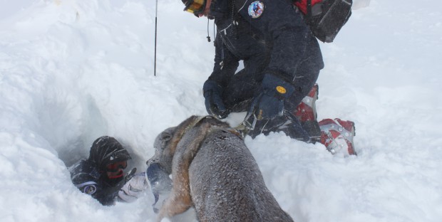 Chien de recherche en avalanches