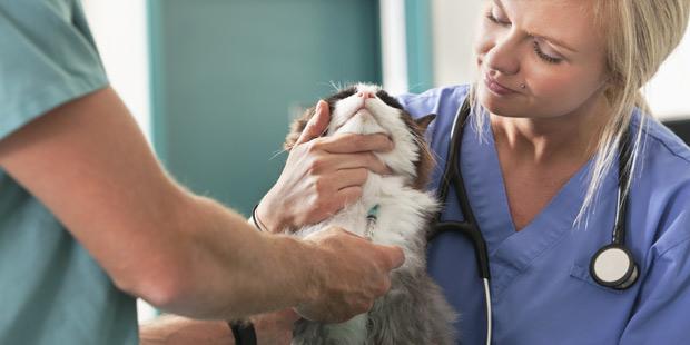 vétérinaire auscultation