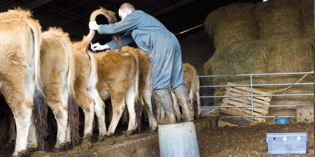 Un vétérinaire vaccinant une vache