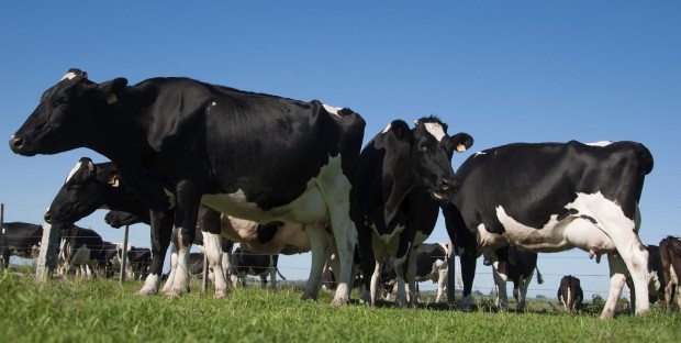 troupeau de vaches holstein au pré