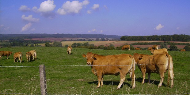 Troupeau de vaches allaitantes 