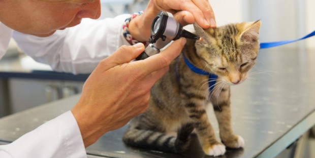 consultation vétérinaire d'un chaton