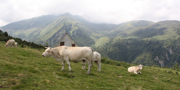 troupeau de vaches en estive dans les Pyrénées