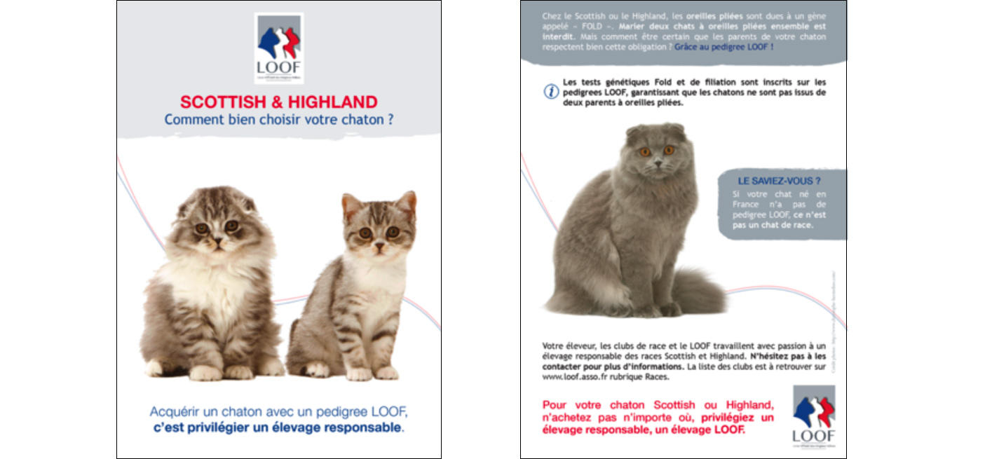 chats de race scottish ou highland