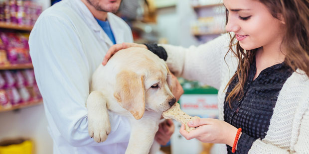 Veterinaire et chien