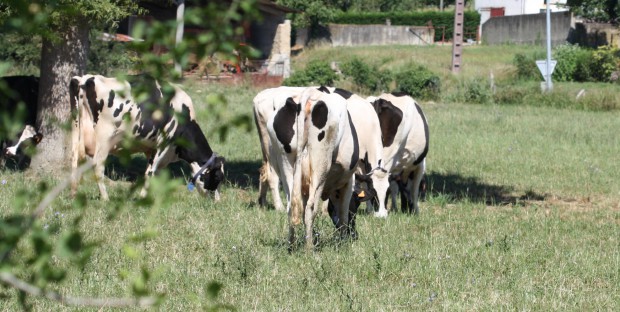 Des vaches laitières Holstein dans un pré