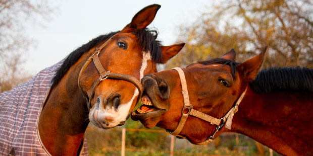 Chevaux