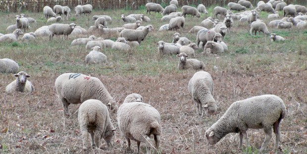 Troupeau de moutons au pré