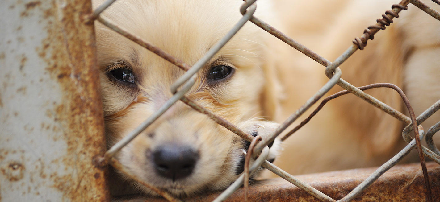 élevage de chiots Europe de l'Est