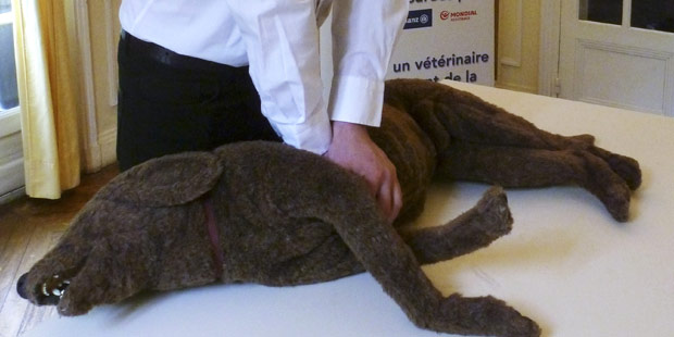 simulation de massage cardiaque chez un chien