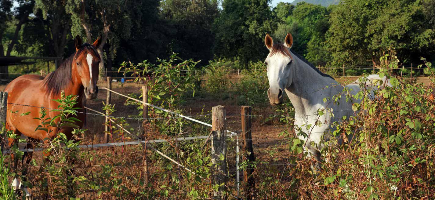 Chevaux en Corse