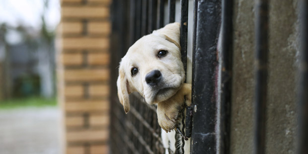 Nice : création d’une permanence anti-maltraitance animale