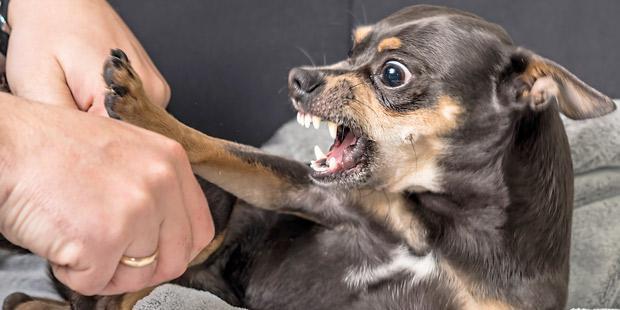 chien pinscher agressif