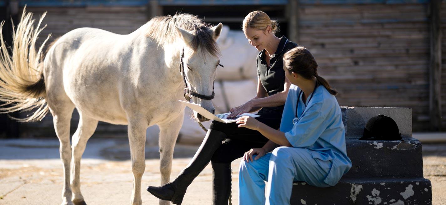 Cheval et ordinateur