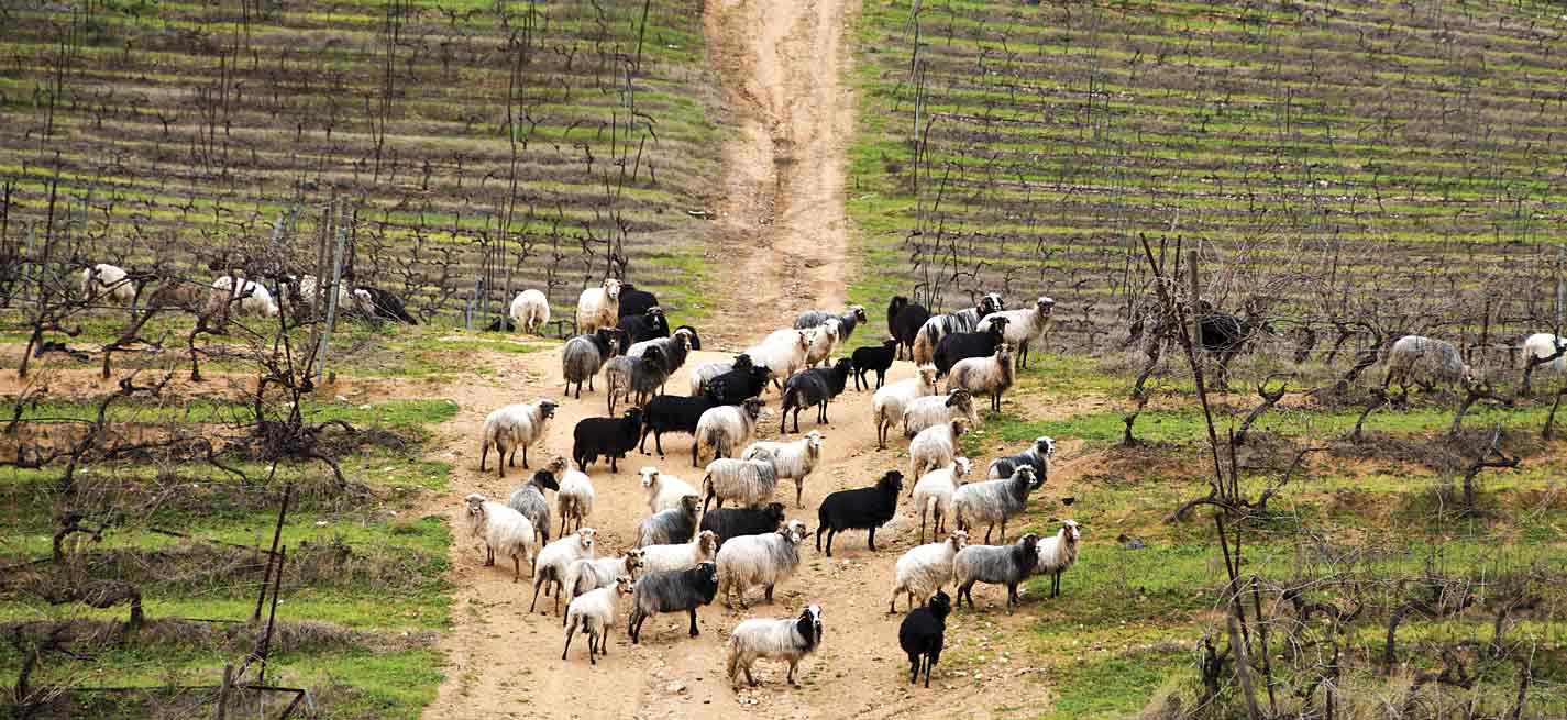 Troupeau de moutons