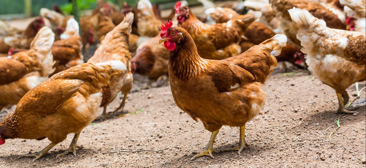 poules pondeuses