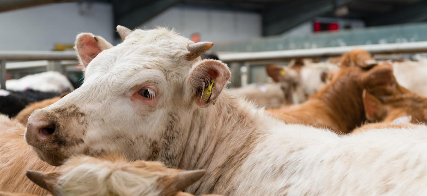 Vaches en abattoir