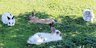 des lapins dans l'herbe