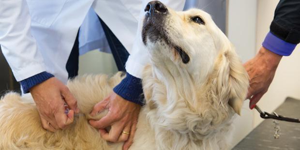 Vétérinaire vaccinant un chien