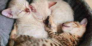 Chatons de race bengal : un brown tabby rosetted et deux snow rosetted