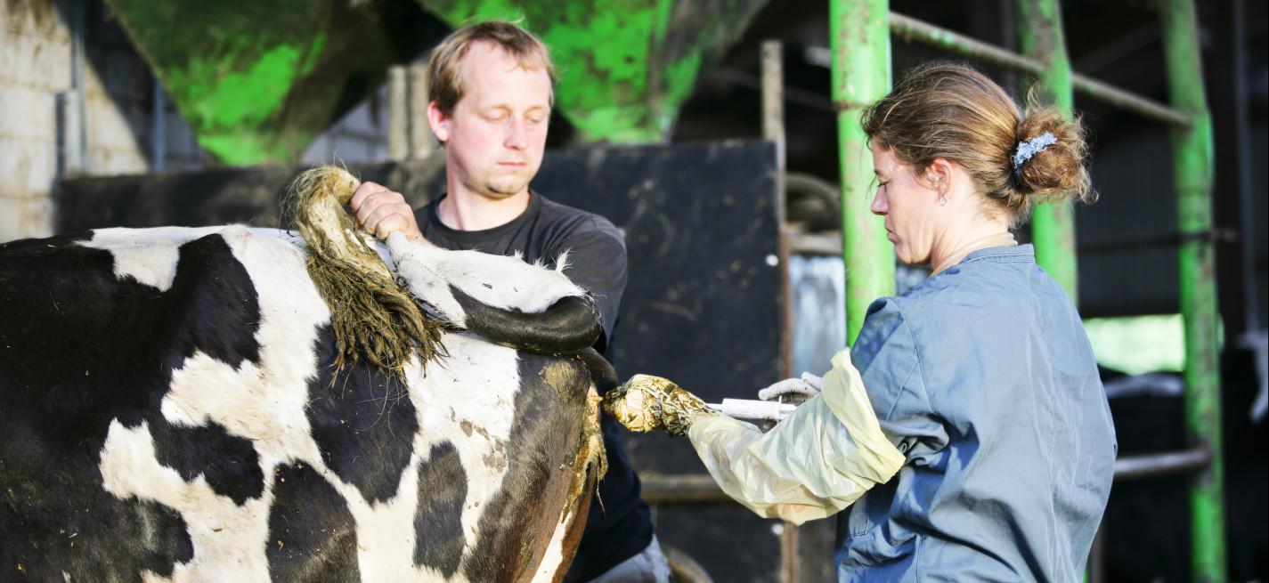 vétérinaire rural