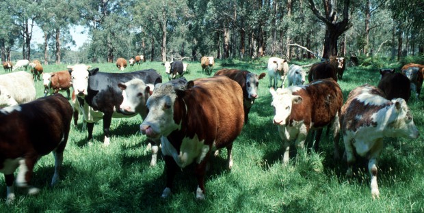 Troupeau de bovins au pré en Australie